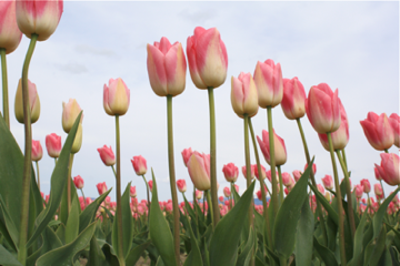 Tulips