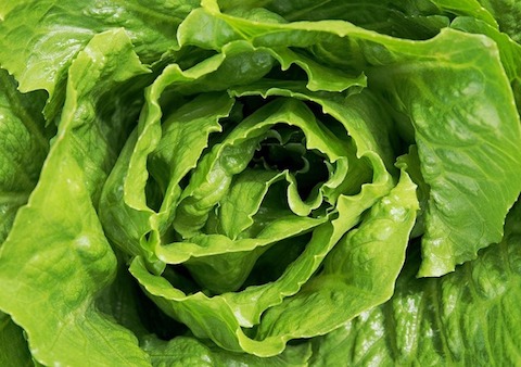 lettuce